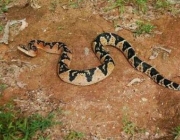 A Peçonhenta Cobra Surucucu 2