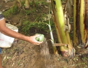 Adubando Bananeira 1