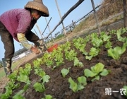Alface na China 1