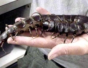 Alimentação da Lacraia 5