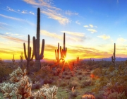 Arizona 5