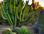 Cactos em Phoenix 1