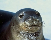 Foca-Monge-do-Caribe 2