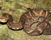 Bothrops alcatraz, a pequena jararaca comedora de lacraias endêmica da Ilha dos Alcatrazes. Foto: Edélcio Muscat / Projeto Dacnis
