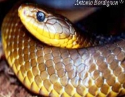 Jararacuçu do Papo Amarelo 1