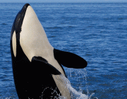 Orca 6
