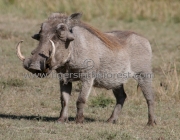 Phacochoerus 4