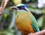 Udu-de-Coroa-Azul 5