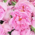 A Rosa de Cem Pétalas