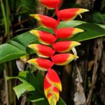 Bananeira Ornamental
