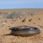 Cobra Oxyuranus Microlepidotus Enrolada no Meio do Deserto