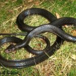 Cobra-Preta Boiúna