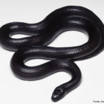 Cobra da Morte (Canthophis Antarcticus) Assustadora