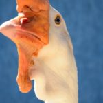 Gansoo Sinaleiro Com Olhar Fixo