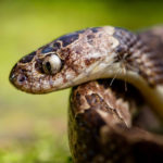 Imagem de um Cobra Jararaquinha-do-Campo