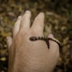 Jararaquinha é uma Espécie de Cobra Totalmente Inofensiva