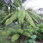 Muda de Xaxim