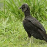 Urubu de Cabeça Preto No Meio do Mato