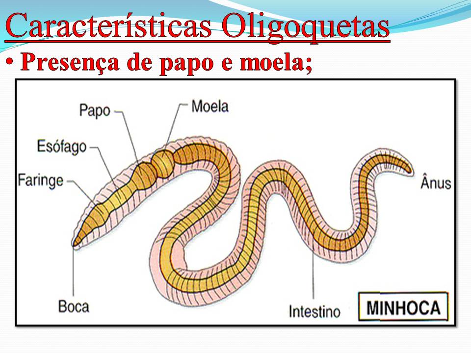 Minhoca Tem Boca? E Olhos, Nariz e Ouvido?