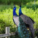 Casal de Pavão