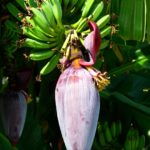 Flor da Bananeira