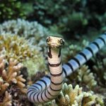 Hydrophis Belcheri