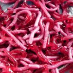 Curiosidades das Minhocas