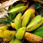 Musa Balbisiana