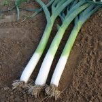 Allium Porrum