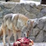 Coyote se Alimentando