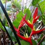 Heliconia Brasiliensis