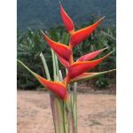 Heliconia Stricta - Cultivo