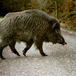 Javali Gigante