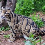 Leopardo Nebuloso