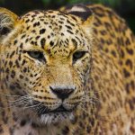 Leopardo-do-Norte-da-China