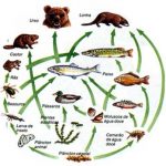 Teia Alimentar