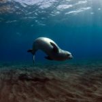 Foca-Monge Nadando