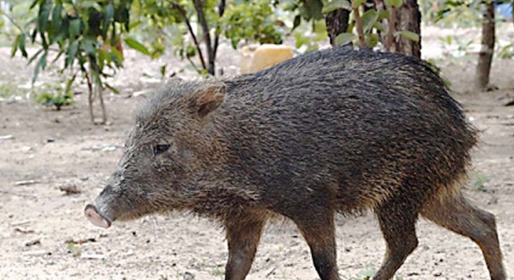 Habitat Original do Javali, Variações e Preferências