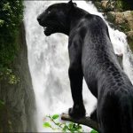 Pantera Negra Fotografada em Uma Cachoeira