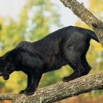 Pantera Negra em Cima da Árvore