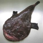 Peixe-Sapo Espinhoso