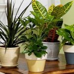 Plantas Decorativas