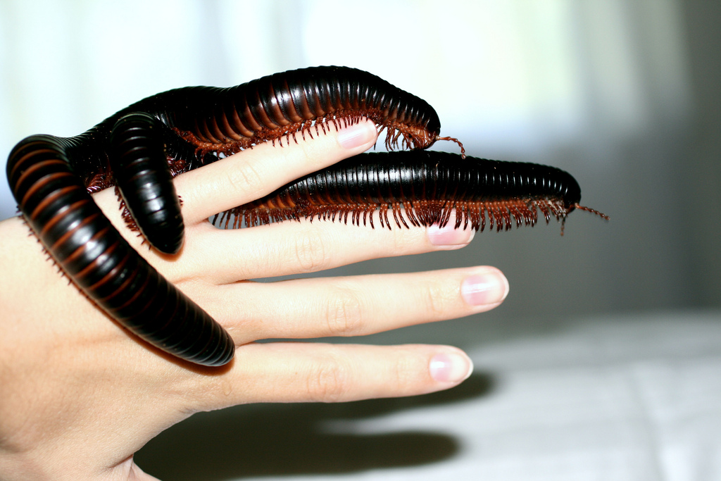 Piolho de Cobra Gigante: Fotos e Vídeos