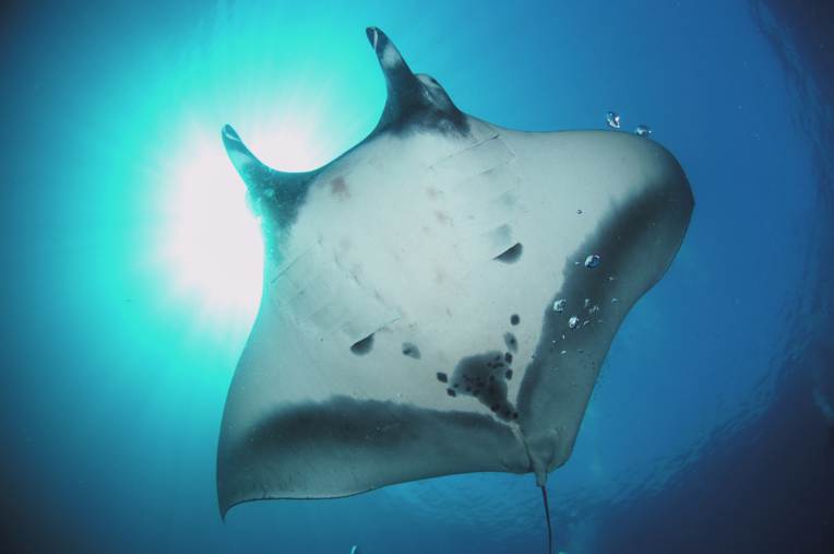 Arraia Jamanta Gigante: Tamanho e Fotos