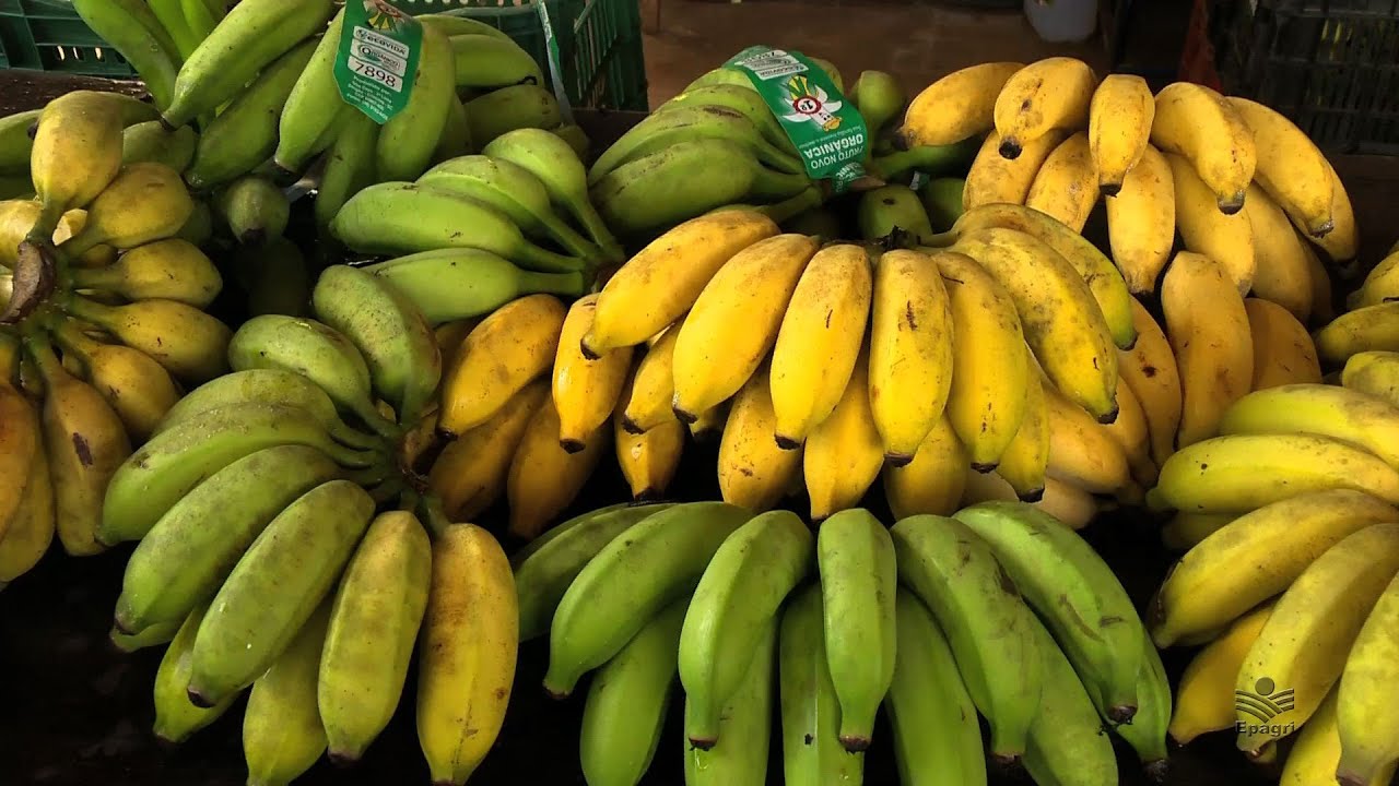 O Que É Banana Orgânica? Que tipo de Banana é?
