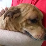 Cachorro Assustado Após Ataque de uma Lacraia