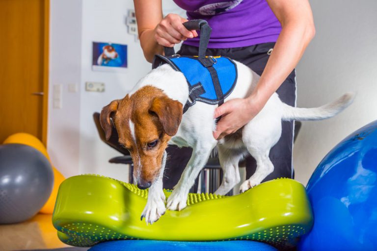 Cachorro com Hérnia de Disco tipo II de Hansen, Fazendo Tratamento
