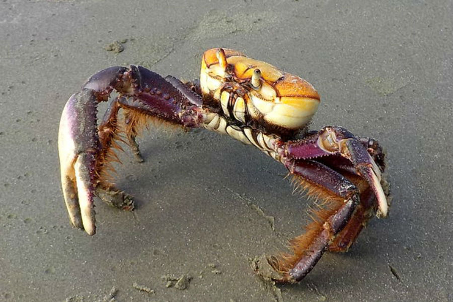 Espécies de Caranguejos Brasileiros