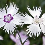 Dianthus Spiculifolius