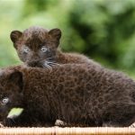 Germany Black Panther Cubs